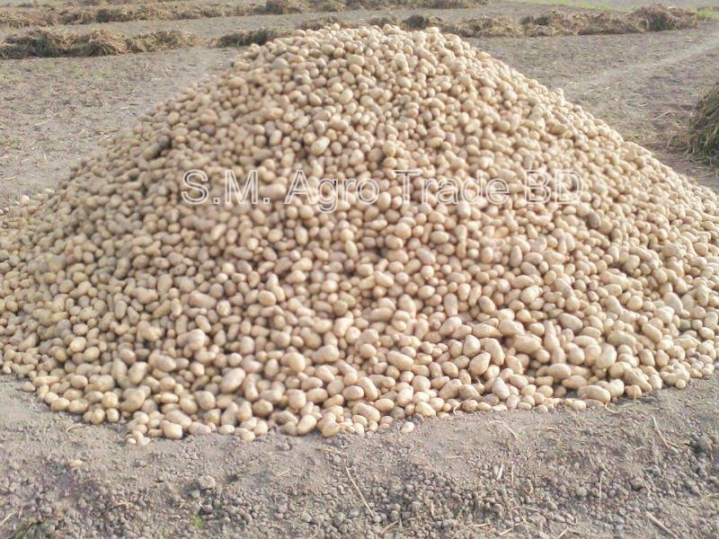 Fresh Bangladesh Potato